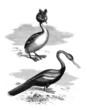 Sea-Fowls : Greb & Anhinga - Grèbe Cornu