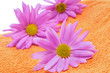 pink chrysanthemums on an orange towel