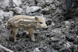 Foto: Frischling Frischling