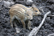 Foto: Frischlinge Frischlinge