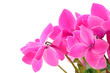 Close up cyclamen flowers