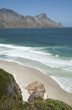 Koeel Beach on False Bay  Western Cape S Africa