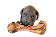 Photo: Welpe mit Knochen Welpe mit Knochen