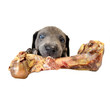 canvas print picture - Welpe mit Knochen