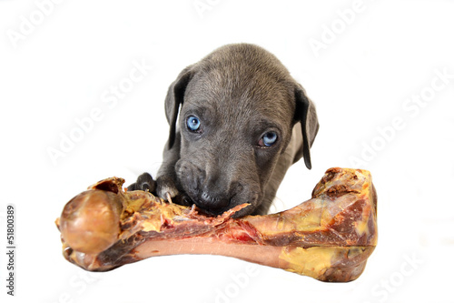 Photo: Welpe mit Knochen Welpe mit Knochen
