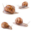 garden snail Helix pomatia collection on white background