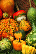 Colorful pumpkins