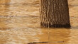 The spill rivers flood in the woods. 