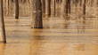 The spill rivers flood in the woods. 