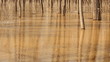 The spill rivers flood in the woods. 