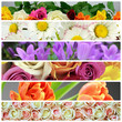 Colorful flower collage