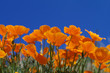 Pavot de Californie (Pavot d'Amérique)