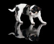Photo: Puppy of Chihuahua on black background Puppy of Chihuahua on black background
