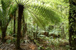 Photo: Tropical jungle Tropical jungle