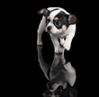Photo: Chihuahua puppy steps forward on black background Chihuahua puppy steps forward on black background