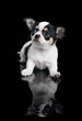 Photo: Chihuahua over black Chihuahua over black