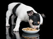 Photo: Chihuahua eats dog food Chihuahua eats dog food