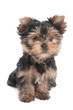 Photo: Wonderful puppy Wonderful puppy