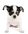 Photo: Small chihuahua puppy on white Small chihuahua puppy on white