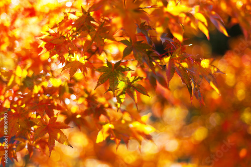 Photo: Colors of autumn Colors of autumn