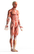 anatomy, muscles
