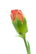 Foto: Carnation Carnation
