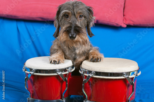 Photo: Bassotto alle percussioni Bassotto alle percussioni