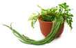 Moringa Oleifera Or Sonjna Wit...