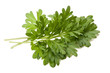 artemisia arborescens