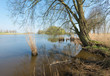 Overhanging branches and reeds in springtime