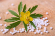Foto: Globuli und Heilpflanze Globuli und Heilpflanze