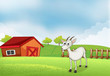 A white goat at the farm
