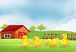 Vektor: Four chicks in the farm with a barn and a wooden fence Four chicks in the farm with a barn and a wooden fence