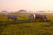 Photo: few cows on pasture at sunrise few cows on pasture at sunrise