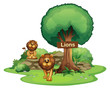 Two Lions With A Wooden Signbo...