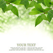 Green leaves border background with bokeh