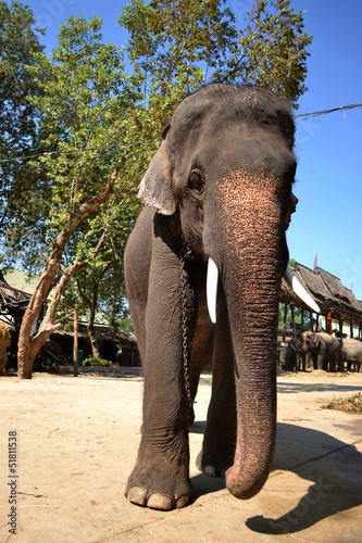Photo: closed big elephant, Ayutthaya Thailand closed big elephant, Ayutthaya Thailand