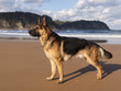 Perro en la Playa
