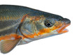 Head of fish 3