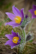 Photo: Purple pasque flowers on mountains Purple pasque flowers on mountains