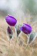 Photo: Purple pasque flowers on mountains Purple pasque flowers on mountains