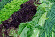 Fresh greens and lettuce on the counter market.