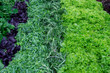 Fresh greens and lettuce on the counter market.