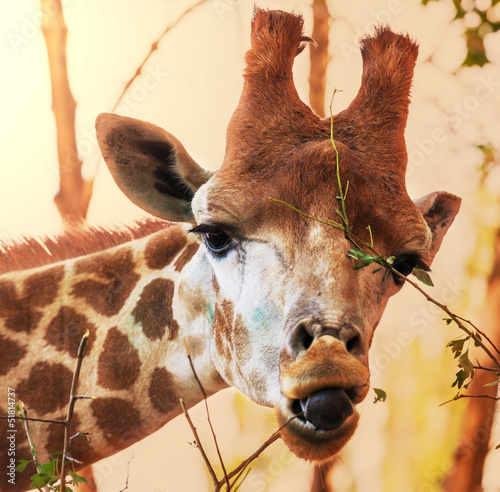 Photo: Giraffe Giraffe