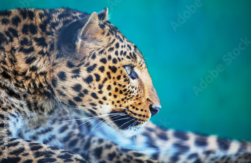 Photo: Leopard Leopard