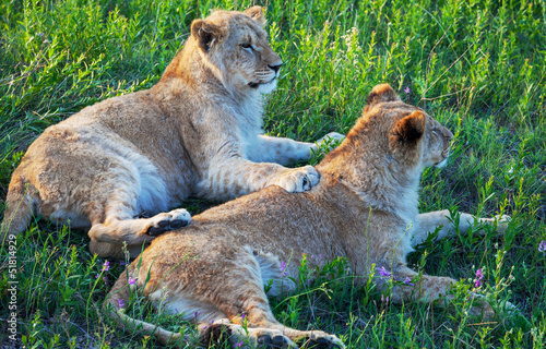 Photo: Lion Lion