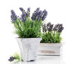 Beautiful lavender in wooden pots isolated on white