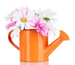 Beautiful daisies in colorful watering can isolated on white