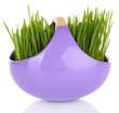 Green grass in decorative pot isolated on white