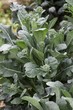 Cabbage cultivation